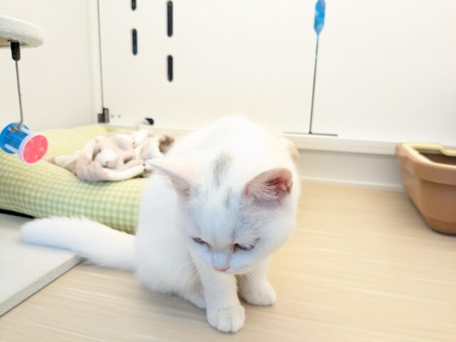 最新画像更新!!真っ白もちもちガール💗 スコティッシュフォールドの女のコ 2025/11/11撮影 スコティッシュフォールド