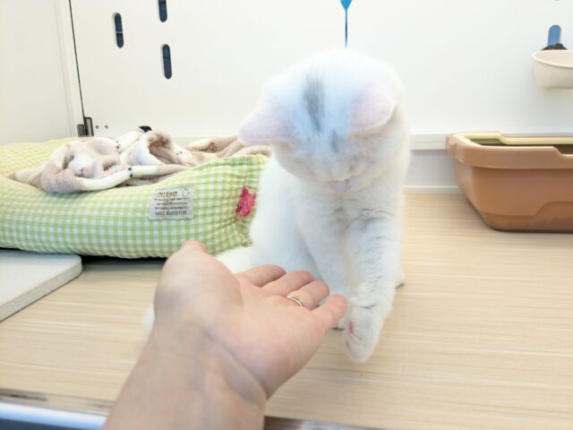 最新画像更新!!真っ白もちもちガール💗 スコティッシュフォールドの女のコ 2025/11/11撮影 スコティッシュフォールド