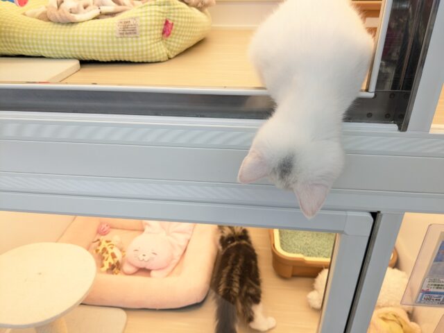 最新画像更新!!真っ白もちもちガール💗 スコティッシュフォールドの女のコ 2025/11/11撮影 スコティッシュフォールド