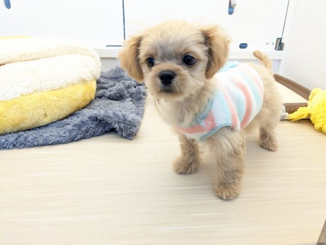 最新画像更新!!ファンタスティックガール✨ ハーフ犬(ペキニーズ×トイプードル)の女のコ 2025/11/11撮影 ペキプー