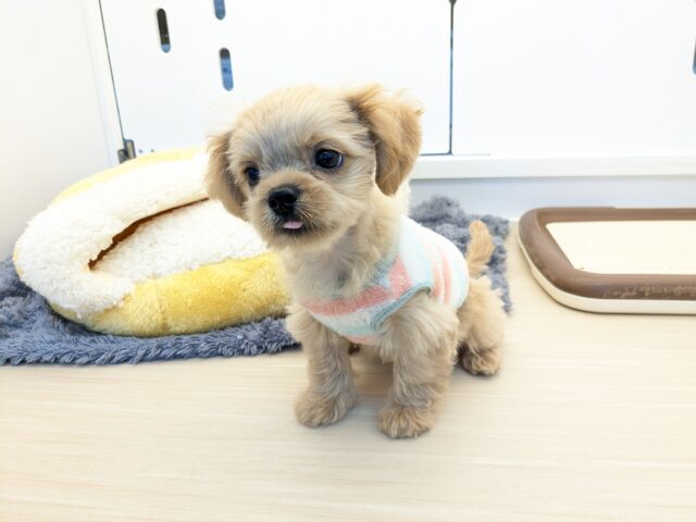 最新画像更新!!ファンタスティックガール✨ ハーフ犬(ペキニーズ×トイプードル)の女のコ 2025/11/11撮影 ペキプー