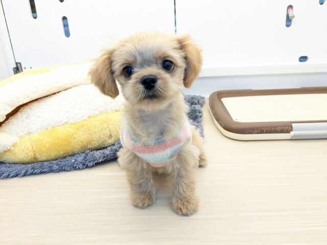 最新画像更新!!ファンタスティックガール✨ ハーフ犬(ペキニーズ×トイプードル)の女のコ 2025/11/11撮影 ペキプー