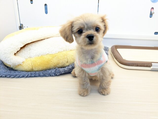 最新画像更新!!ファンタスティックガール✨ ハーフ犬(ペキニーズ×トイプードル)の女のコ 2025/11/11撮影 ペキプー