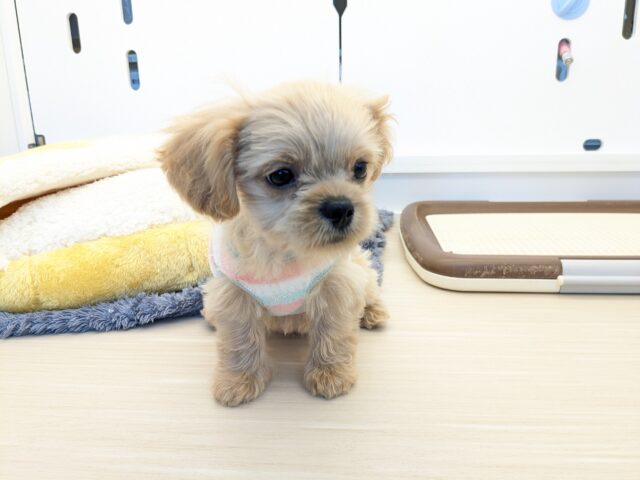 最新画像更新!!ファンタスティックガール✨ ハーフ犬(ペキニーズ×トイプードル)の女のコ 2025/11/11撮影 ペキプー