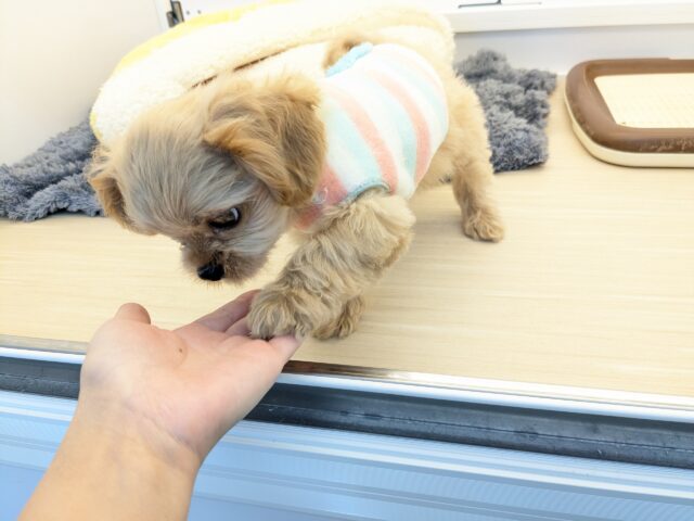 最新画像更新!!ファンタスティックガール✨ ハーフ犬(ペキニーズ×トイプードル)の女のコ 2025/11/11撮影 ペキプー