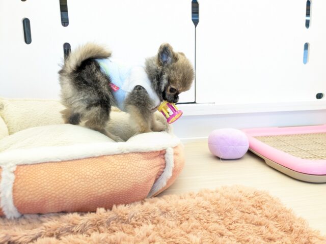 最新画像更新!!森から迷い降りてきた?笑 ハーフ犬(ポメラニアン×チワワ)の男のコ 2025/11/10撮影 ポメチー(ポメチワ)