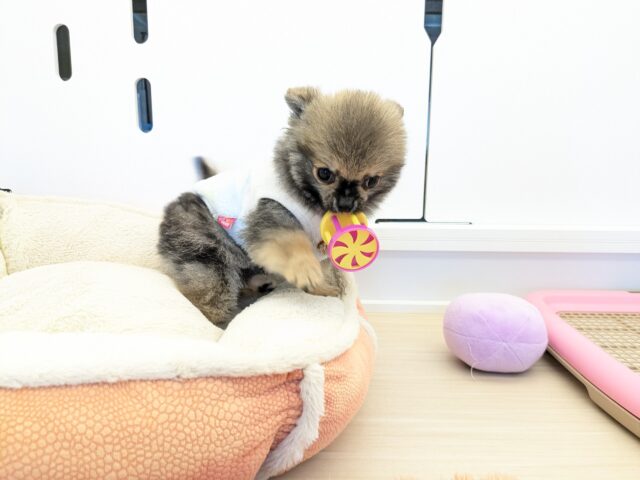 最新画像更新!!森から迷い降りてきた?笑 ハーフ犬(ポメラニアン×チワワ)の男のコ 2025/11/10撮影 ポメチー(ポメチワ)