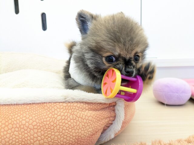 最新画像更新!!森から迷い降りてきた?笑 ハーフ犬(ポメラニアン×チワワ)の男のコ 2025/11/10撮影 ポメチー(ポメチワ)