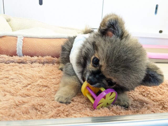 最新画像更新!!森から迷い降りてきた?笑 ハーフ犬(ポメラニアン×チワワ)の男のコ 2025/11/10撮影 ポメチー(ポメチワ)