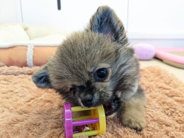 最新画像更新!!森から迷い降りてきた?笑 ハーフ犬(ポメラニアン×チワワ)の男のコ 2025/11/10撮影 ポメチー(ポメチワ)