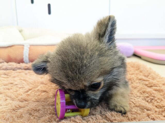 最新画像更新!!森から迷い降りてきた?笑 ハーフ犬(ポメラニアン×チワワ)の男のコ 2025/11/10撮影 ポメチー(ポメチワ)