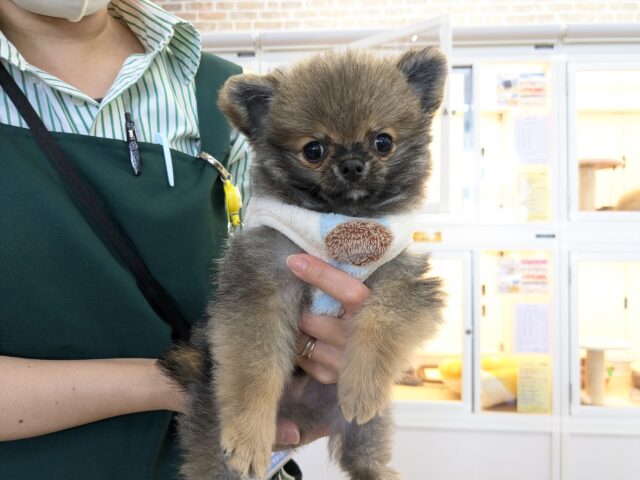 最新画像更新!!森から迷い降りてきた?笑 ハーフ犬(ポメラニアン×チワワ)の男のコ 2025/11/10撮影 ポメチー(ポメチワ)