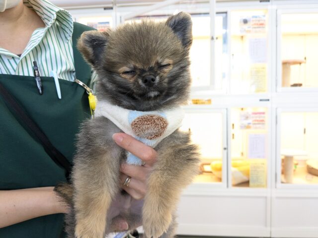 最新画像更新!!森から迷い降りてきた?笑 ハーフ犬(ポメラニアン×チワワ)の男のコ 2025/11/10撮影 ポメチー(ポメチワ)