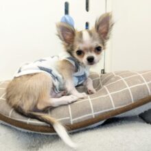 最新画像更新！！ちょっぴりシャイボーイ☆　ロングコートチワワの男のコ  2025.11/12撮影