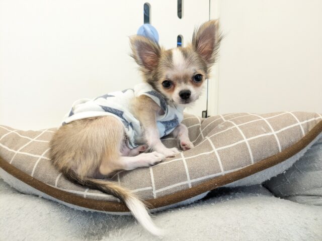 最新画像更新！！ちょっぴりシャイボーイ☆　ロングコートチワワの男のコ 2025.11/12撮影