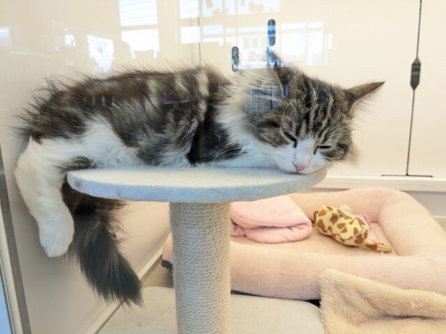 最新画像更新!!お手本のような THE ノルくん☆ ノルウェージャンフォレストキャットの男のコ 2025.11/15撮影 ノルウェージャンフォレストキャット