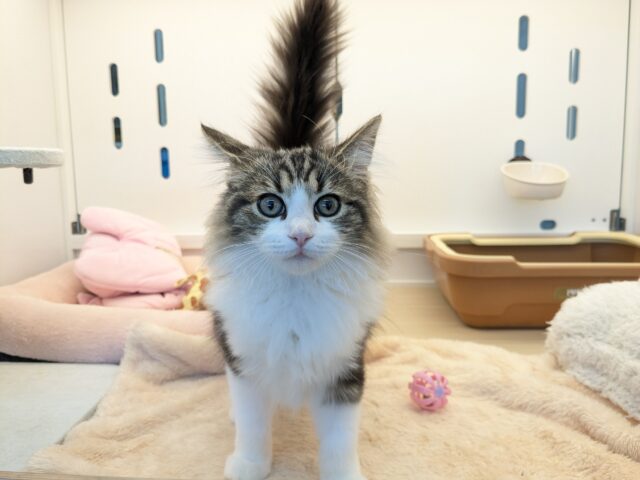 最新画像更新!!お手本のような THE ノルくん☆ ノルウェージャンフォレストキャットの男のコ 2025.11/15撮影 最新画像更新!!お手本のような THE ノルくん☆ ノルウェージャンフォレストキャットの男のコ 2025.11/15撮影