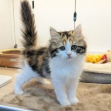 最新画像更新！！ミケネコ好き集まれー!!　サイベリアンの女のコ　2025.11/15撮影