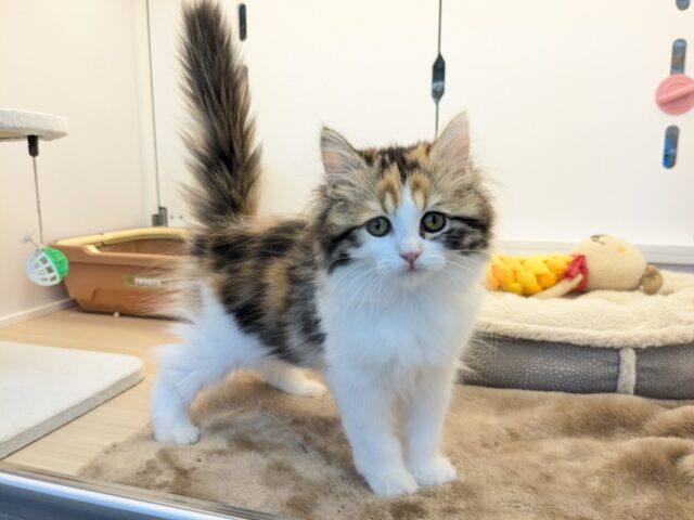 最新画像更新!!ミケネコ好き集まれー!! サイベリアンの女のコ 2025.11/15撮影 最新画像更新!!ミケネコ好き集まれー!! サイベリアンの女のコ 2025.11/15撮影