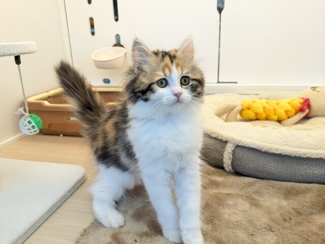 最新画像更新!!ミケネコ好き集まれー!! サイベリアンの女のコ 2025.11/15撮影 サイベリアン