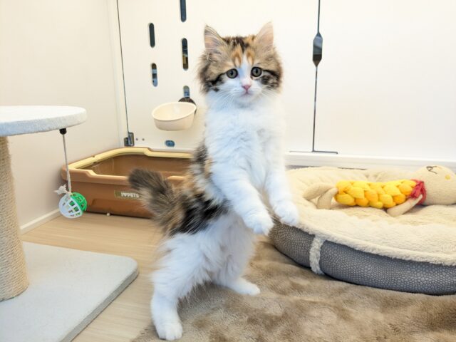 最新画像更新!!ミケネコ好き集まれー!! サイベリアンの女のコ 2025.11/15撮影 サイベリアン