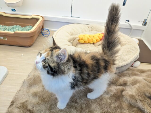 最新画像更新!!ミケネコ好き集まれー!! サイベリアンの女のコ 2025.11/15撮影 サイベリアン