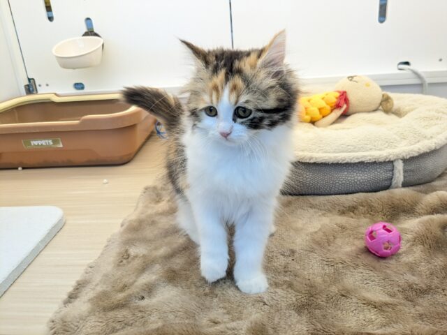 最新画像更新!!ミケネコ好き集まれー!! サイベリアンの女のコ 2025.11/15撮影 サイベリアン