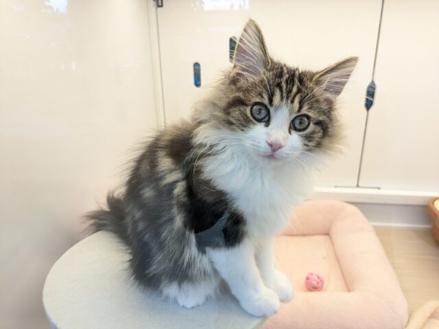 最新画像更新!!お手本のような THE ノルくん☆ ノルウェージャンフォレストキャットの男のコ 2025.11/15撮影 ノルウェージャンフォレストキャット