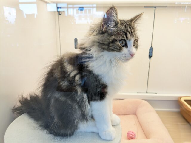 最新画像更新!!お手本のような THE ノルくん☆ ノルウェージャンフォレストキャットの男のコ 2025.11/15撮影 ノルウェージャンフォレストキャット