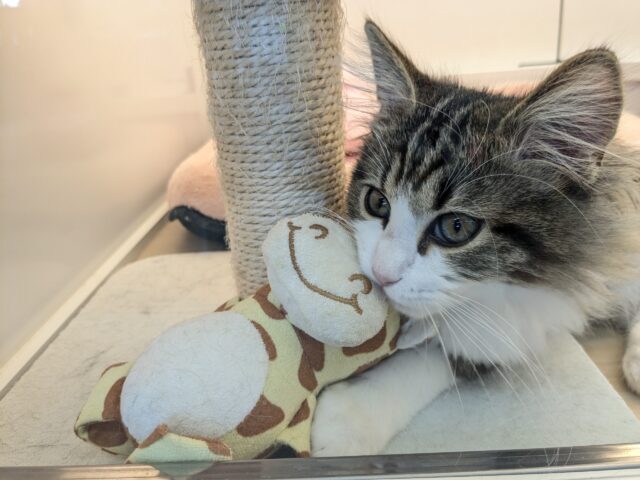 最新画像更新!!お手本のような THE ノルくん☆ ノルウェージャンフォレストキャットの男のコ 2025.11/15撮影 ノルウェージャンフォレストキャット