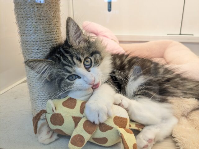 最新画像更新!!お手本のような THE ノルくん☆ ノルウェージャンフォレストキャットの男のコ 2025.11/15撮影 ノルウェージャンフォレストキャット