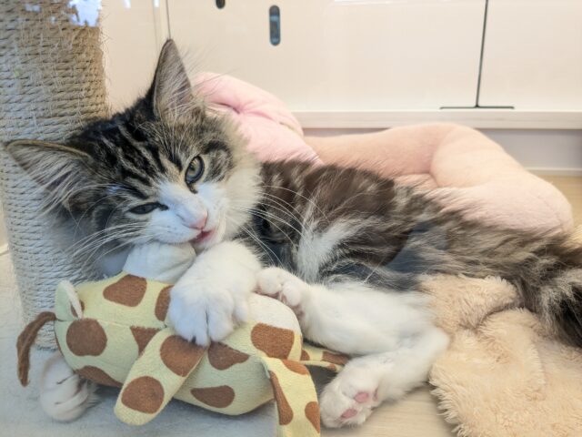 最新画像更新!!お手本のような THE ノルくん☆ ノルウェージャンフォレストキャットの男のコ 2025.11/15撮影 ノルウェージャンフォレストキャット