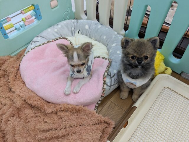 最新画像更新!!森から迷い降りてきた?笑 ハーフ犬(ポメラニアン×チワワ)の男のコ 2025/11/10撮影 ポメチー(ポメチワ)