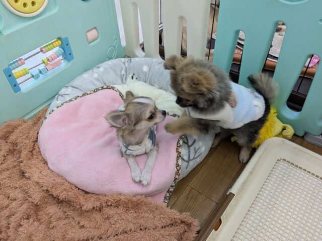 最新画像更新!!森から迷い降りてきた?笑 ハーフ犬(ポメラニアン×チワワ)の男のコ 2025/11/10撮影 ポメチー(ポメチワ)