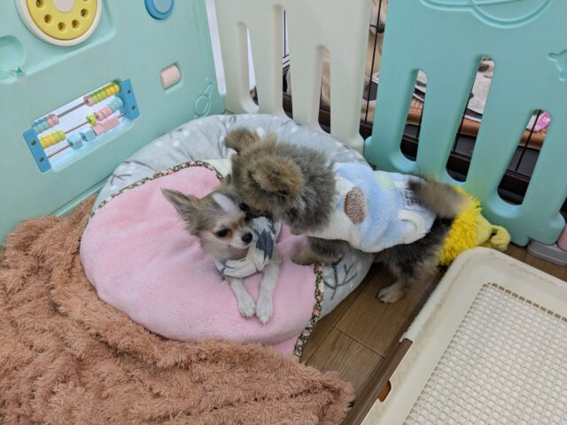 最新画像更新!!森から迷い降りてきた?笑 ハーフ犬(ポメラニアン×チワワ)の男のコ 2025/11/10撮影 ポメチー(ポメチワ)