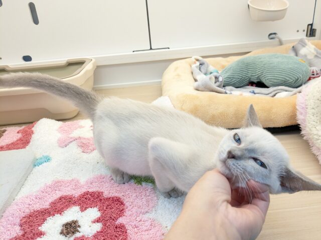 最新画像更新!!激☆甘えんボーイ!! トンキニーズの男のコ 2025.11.17撮影 トンキニーズ