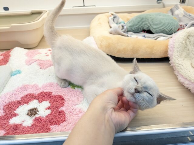 最新画像更新!!激☆甘えんボーイ!! トンキニーズの男のコ 2025.11.17撮影 トンキニーズ