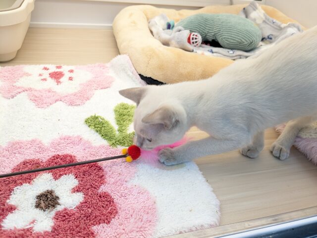 最新画像更新!!激☆甘えんボーイ!! トンキニーズの男のコ 2025.11.17撮影 トンキニーズ