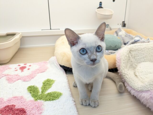 最新画像更新!!激☆甘えんボーイ!! トンキニーズの男のコ 2025.11.17撮影 トンキニーズ