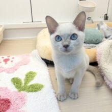 最新画像更新！！激☆甘えんボーイ!!　トンキニーズの男のコ　2025.11.17撮影