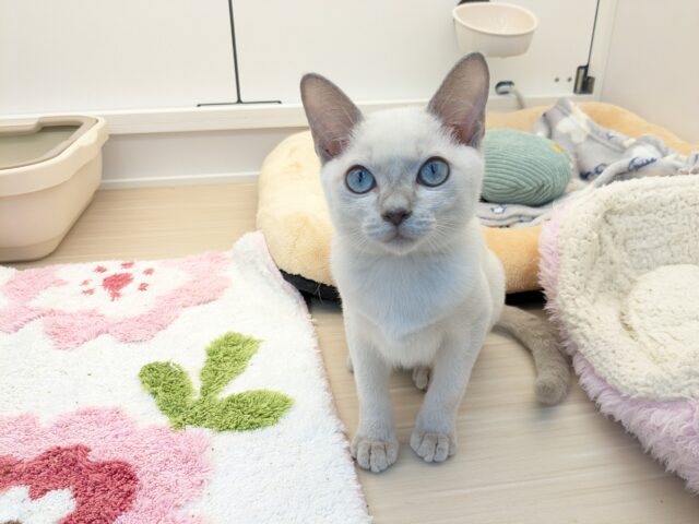 最新画像更新!!激☆甘えんボーイ!! トンキニーズの男のコ 2025.11.17撮影 トンキニーズ