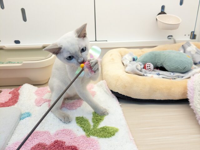 最新画像更新!!激☆甘えんボーイ!! トンキニーズの男のコ 2025.11.17撮影 トンキニーズ