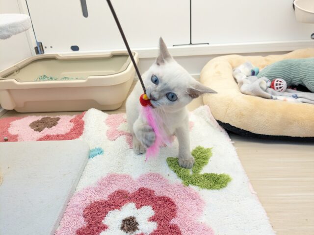 最新画像更新!!激☆甘えんボーイ!! トンキニーズの男のコ 2025.11.17撮影 トンキニーズ