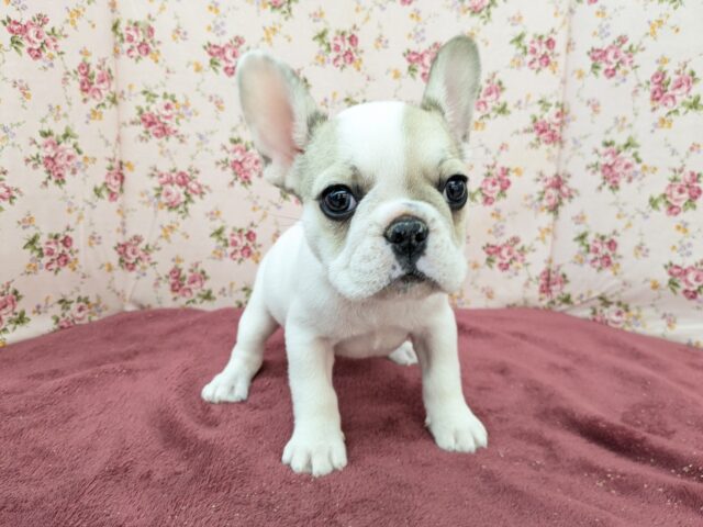 フレンチブルドッグ