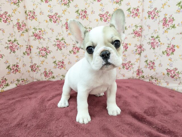 魅惑のボディーには夢がいっぱい💗　フレンチブルドッグの女のコ　2025/11/22撮影