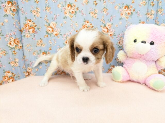 わんぱく怪獣がやってきた🔥 キャバリアの男のコ 2025/11/25撮影 キャバリア・キングチャールズ・スパニエル