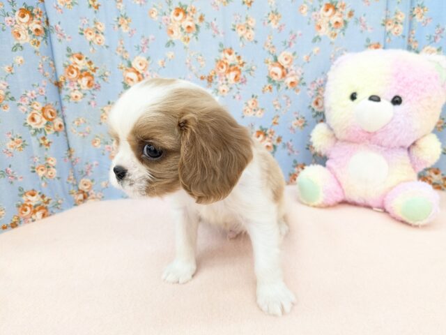 わんぱく怪獣がやってきた🔥 キャバリアの男のコ 2025/11/25撮影 キャバリア・キングチャールズ・スパニエル