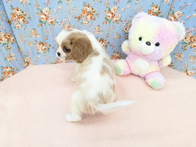 わんぱく怪獣がやってきた🔥 キャバリアの男のコ 2025/11/25撮影 キャバリア・キングチャールズ・スパニエル