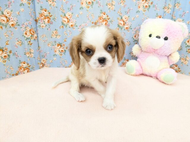 わんぱく怪獣がやってきた🔥 キャバリアの男のコ 2025/11/25撮影 キャバリア・キングチャールズ・スパニエル