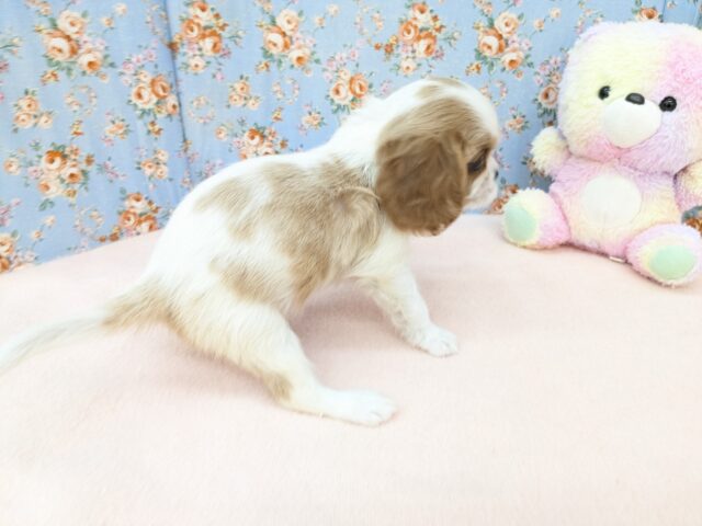 わんぱく怪獣がやってきた🔥 キャバリアの男のコ 2025/11/25撮影 キャバリア・キングチャールズ・スパニエル